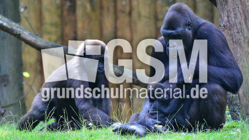 Gorillababy (11).jpg